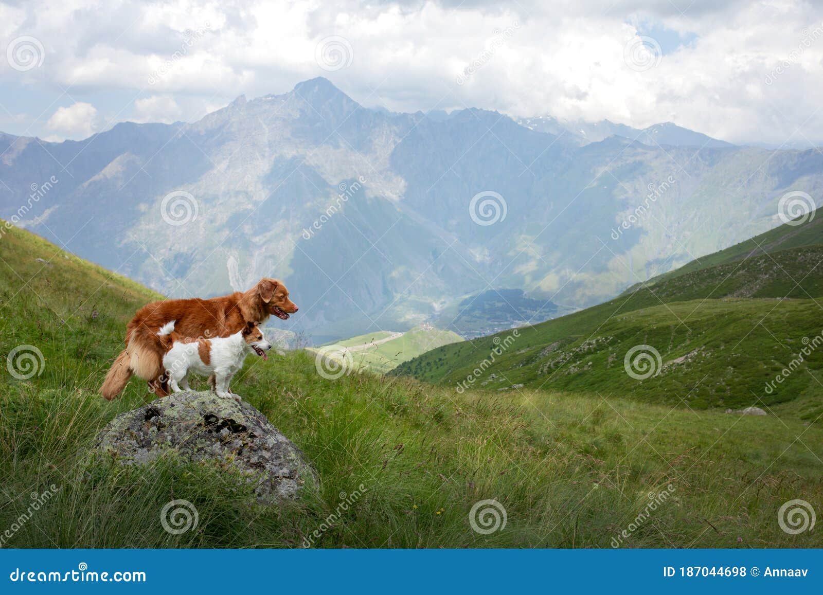 two dogs in travel. mountain view. landscape with a pet