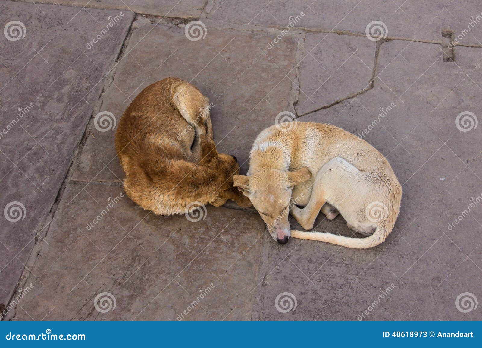 Two dogs in Varanasi stock image. Image of sleep, canine 40618973