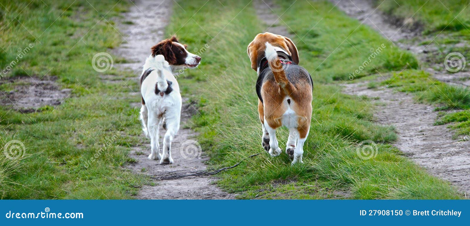 two dogs walking together