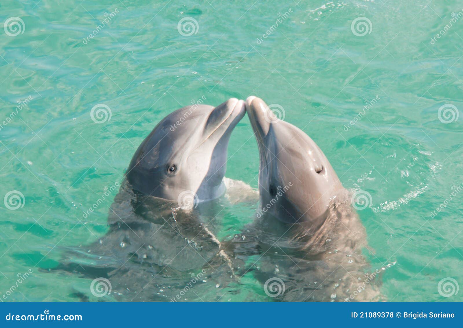 two dolphins kissing