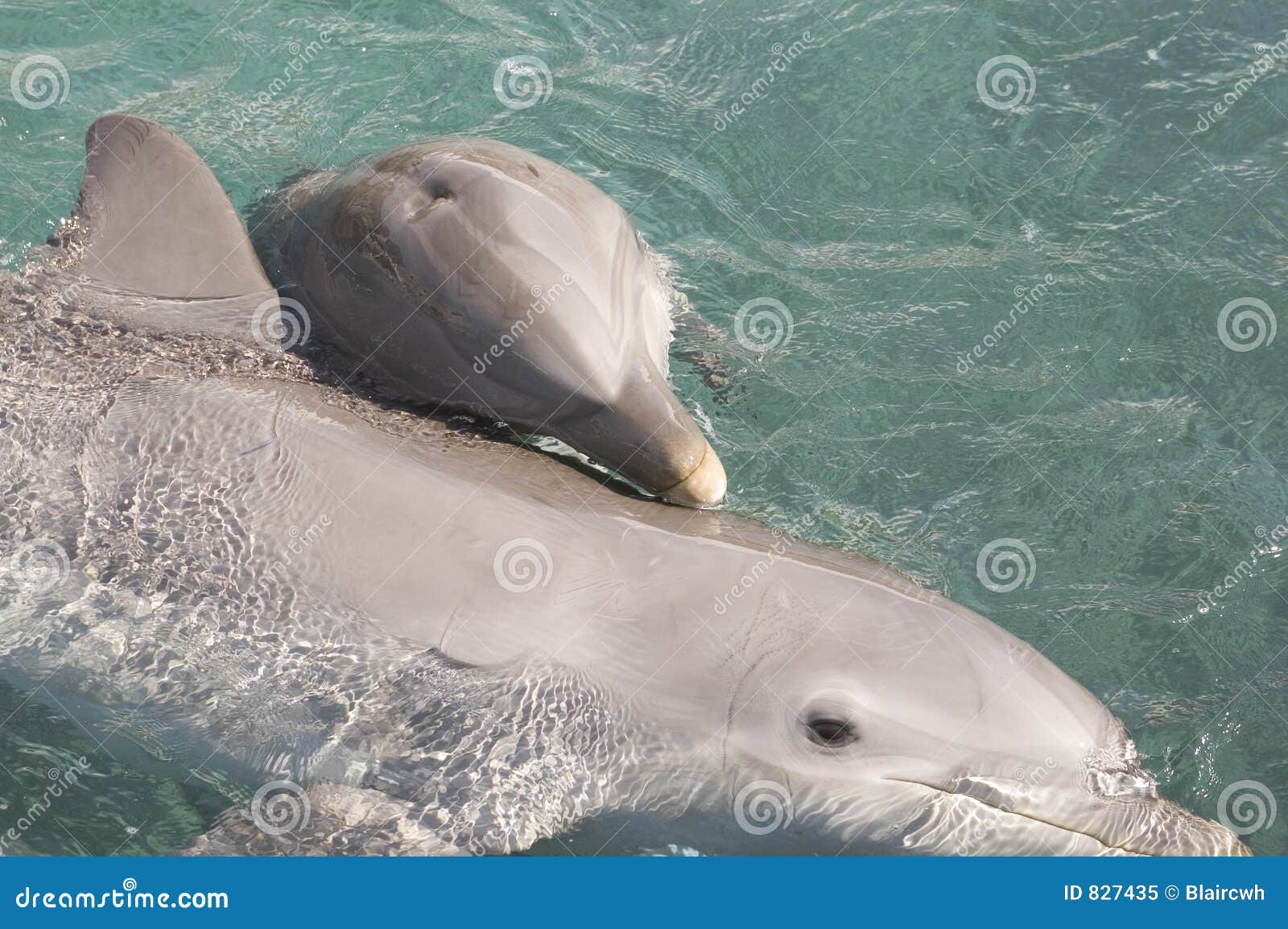 Two Dolphins Mother & Baby Stock Image Image of roof, tourism 827435