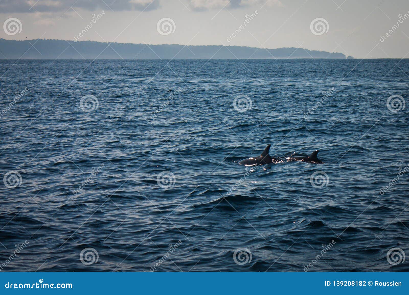 two dolphins in pacific ocean near costarica