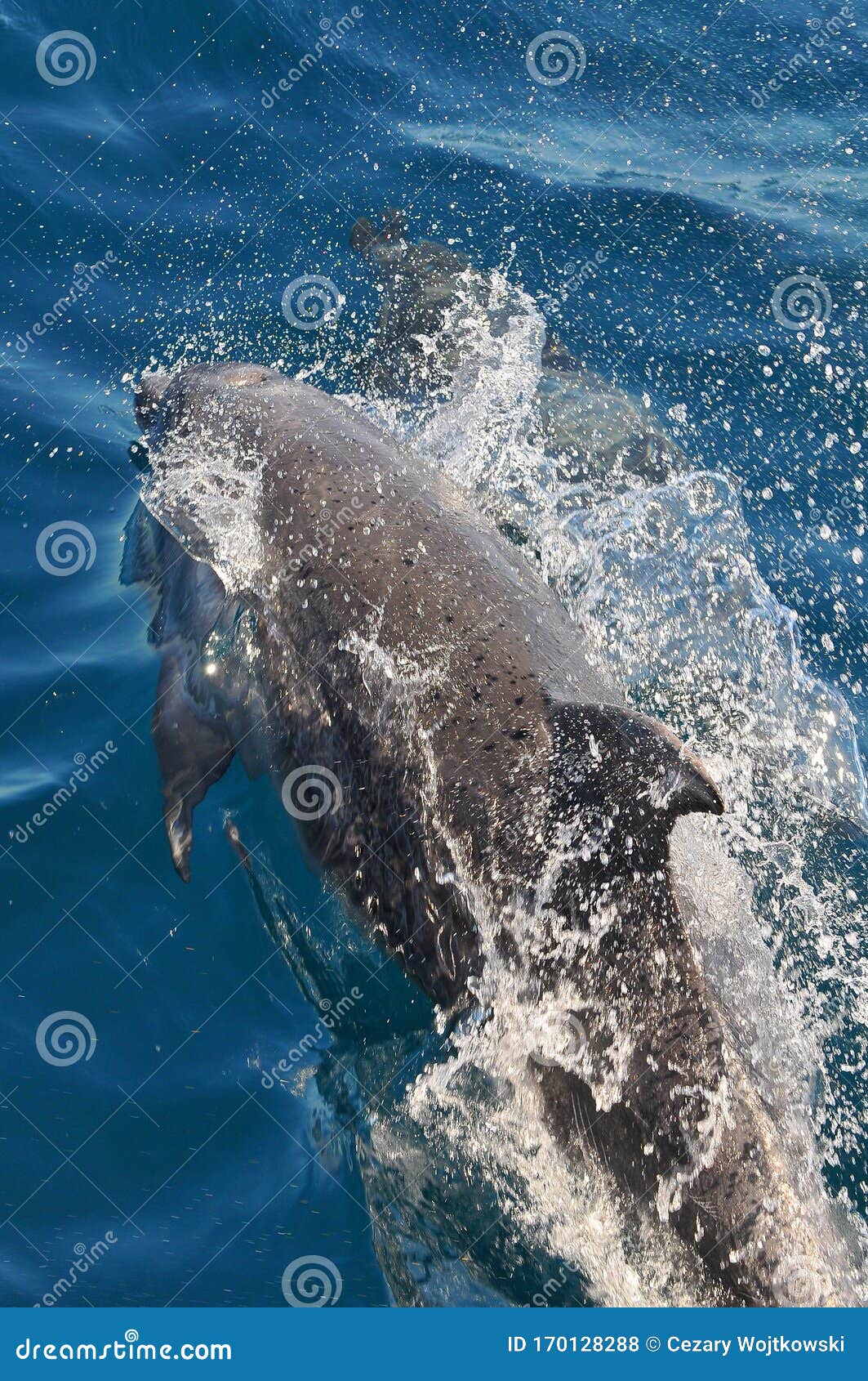 Two Dolphins Swim In Clear Waters Of Port Jackson Near ...