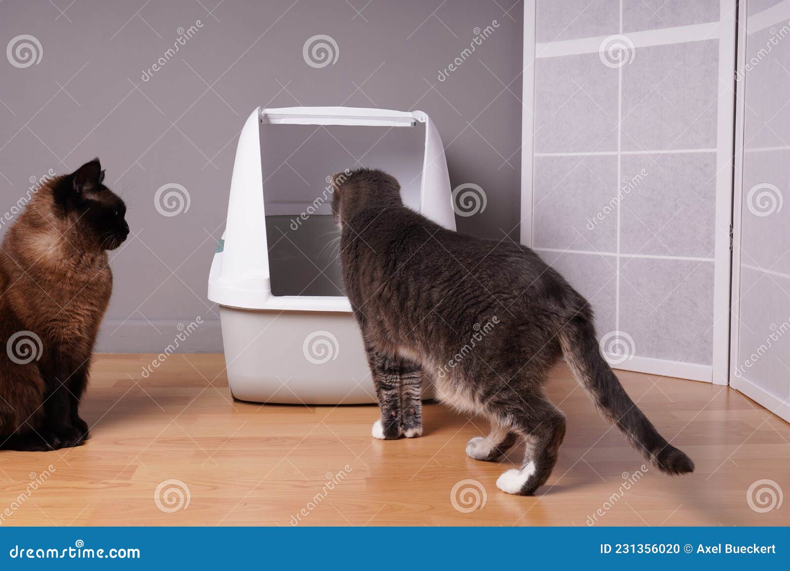 two domestic cats examining new closed cat litter box at home