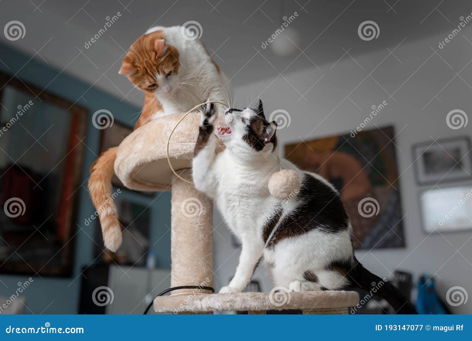 two domestic cats play in a scratching tower 2