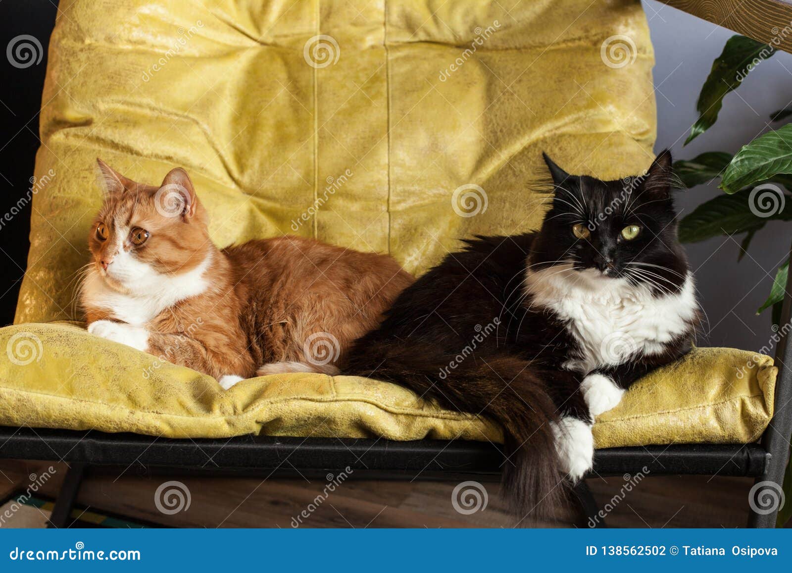 Two Domestic Cats in a Yellow Chair are Turned Away from Each Other ...