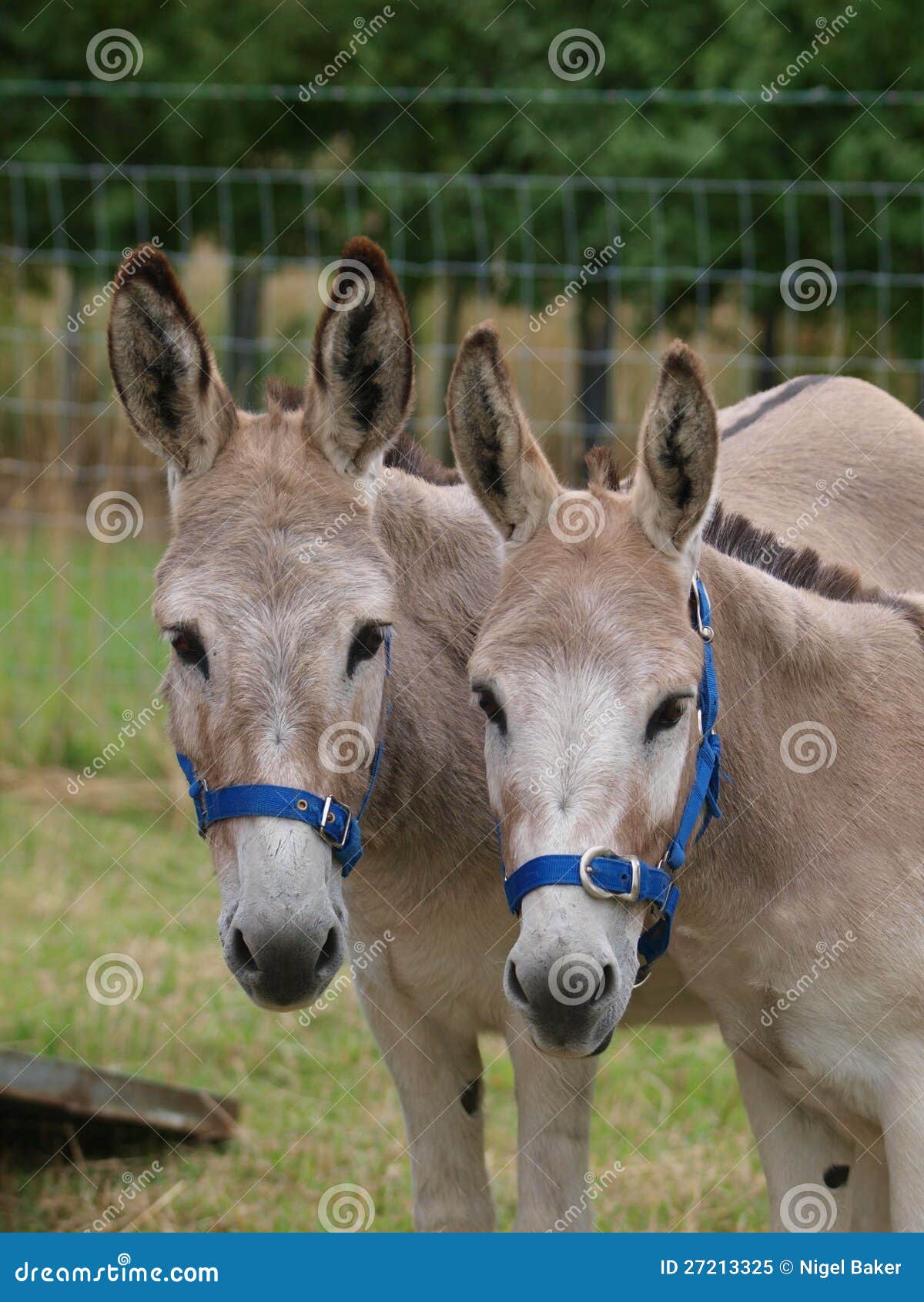 Two Donkeys Stock Image Image Of Equine Creature Stubborn 27213325