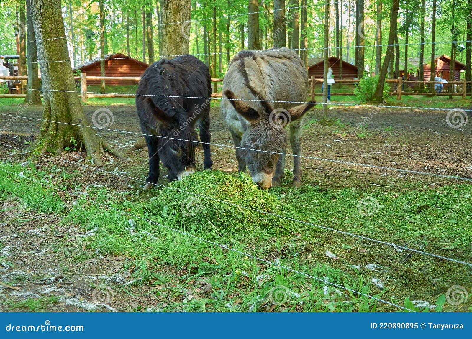 Two Donkeys Eat Grass in a Paddock with an Electric Fence Stock Image