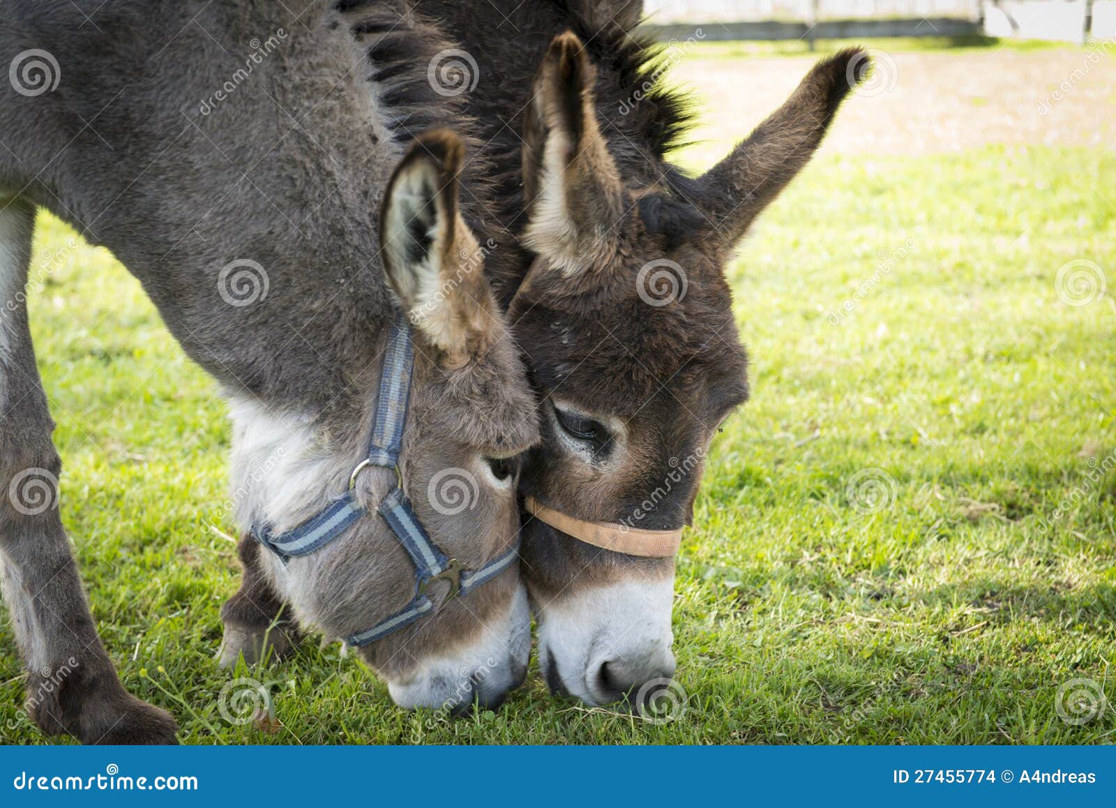 Two donkeys eating grass stock photo. Image of farm, country 27455774