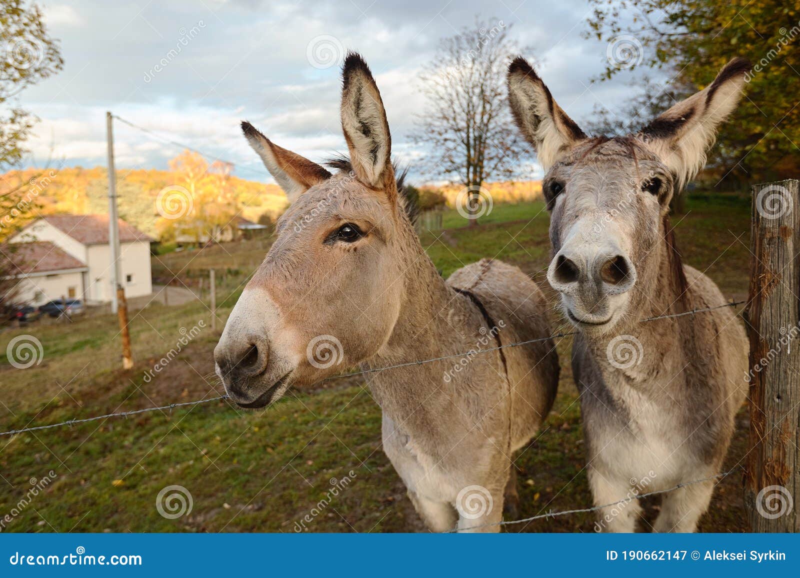 Two Donkeys on the Farm Behind the Fence Stock Image - Image of love ...