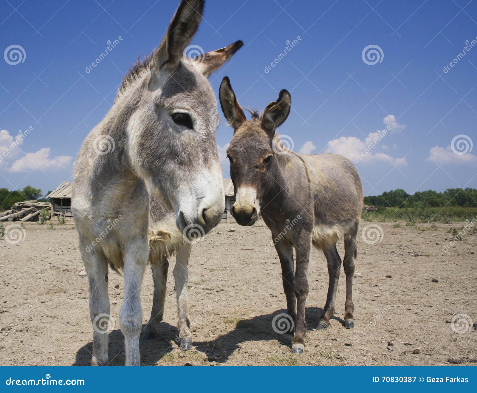 Two Donkeys on the Old Farm Stock Image Image of nature, donkey 70830387