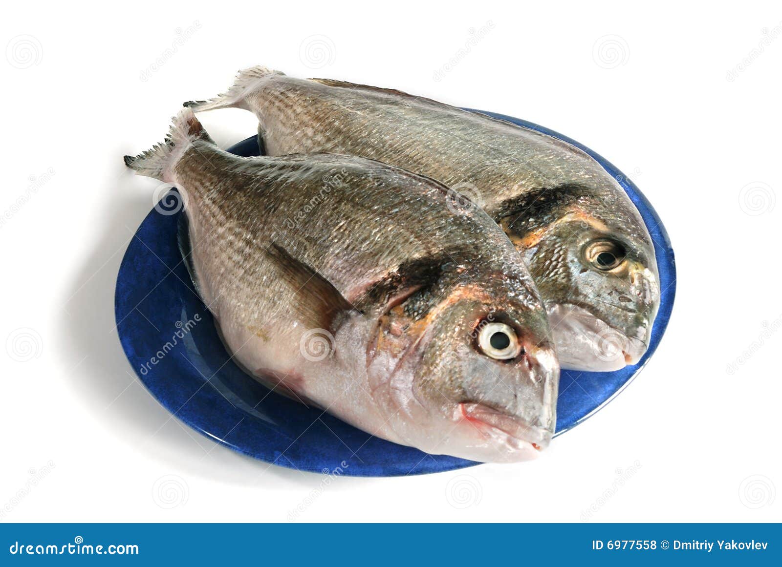 two dorada fishes