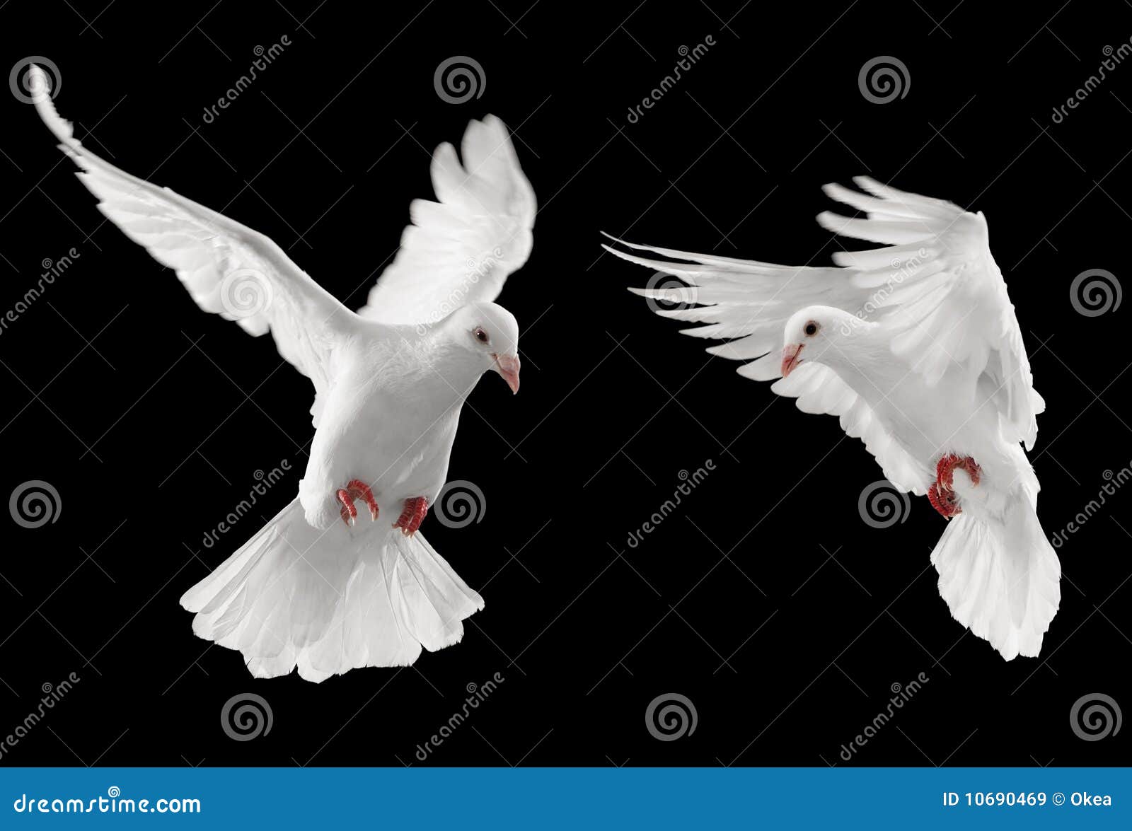 Two doves stock image. Image of feather, peace, looking 10690469