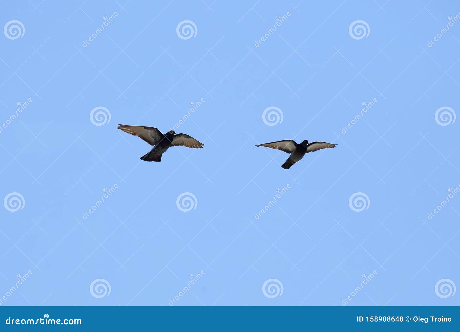 Two Doves Fly in the Blue Sky Stock Photo Image of wing, blue 158908648