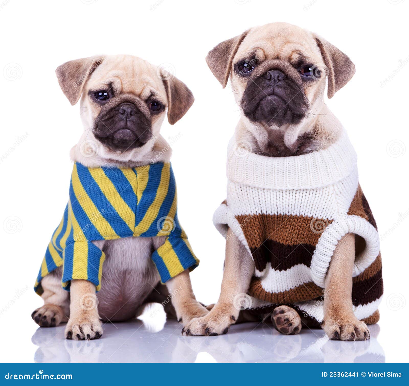 pug puppy clothes
