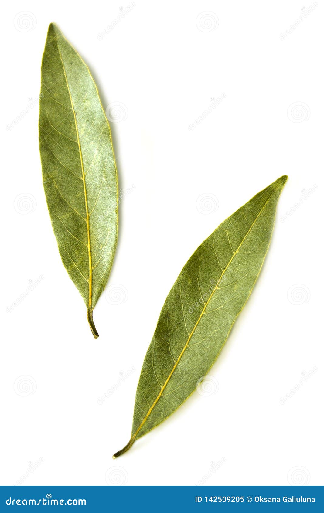 Two dried bay leaves stock image. Image of green, close 142509205
