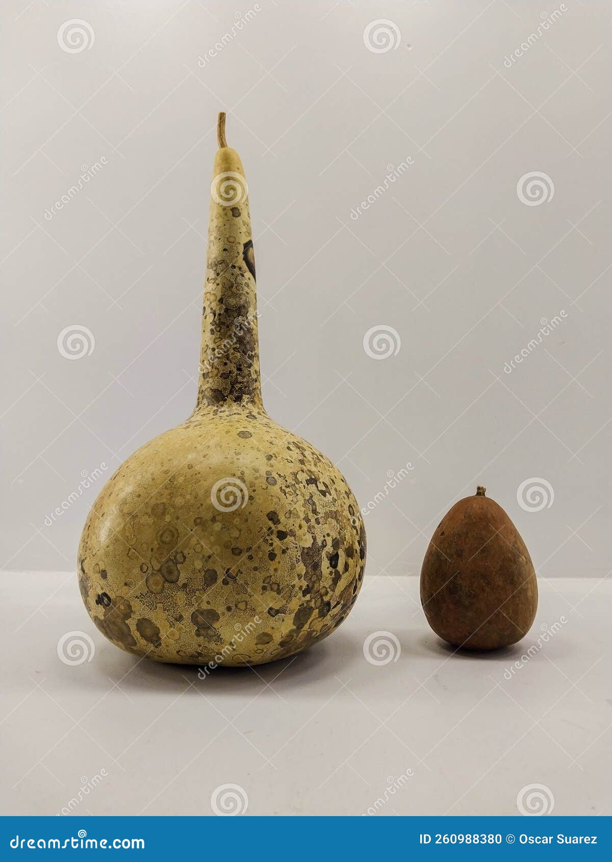 Two Dried Gourds, One Large with Spots and One Small Reddish Stock