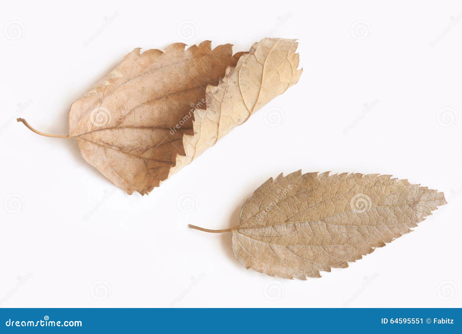 Two Dry Leaves Isolated on White Background Stock Image Image of
