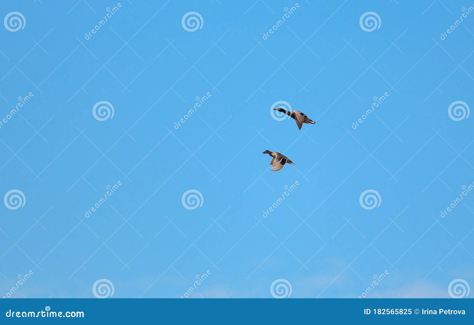 Two Ducks Fly in a Clear Blue Sky Stock Image Image of ducks, wild