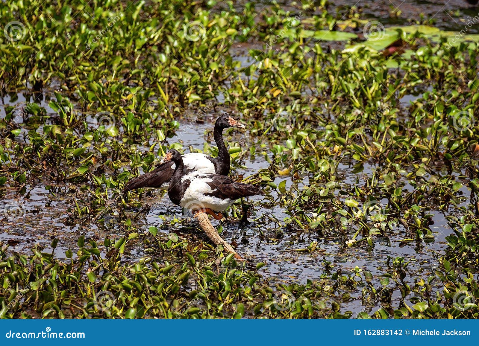 Two Ducks in a Hyacinth Infested Lagoon Stock Photo Image of colorful