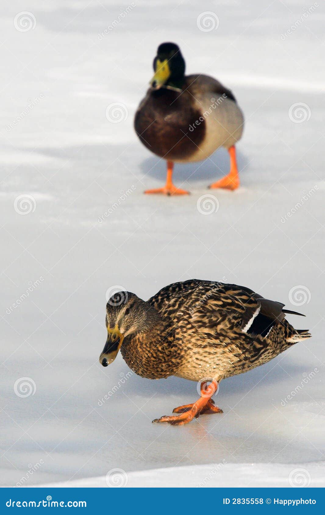 Two ducks in the winter stock photo. Image of natural 2835558