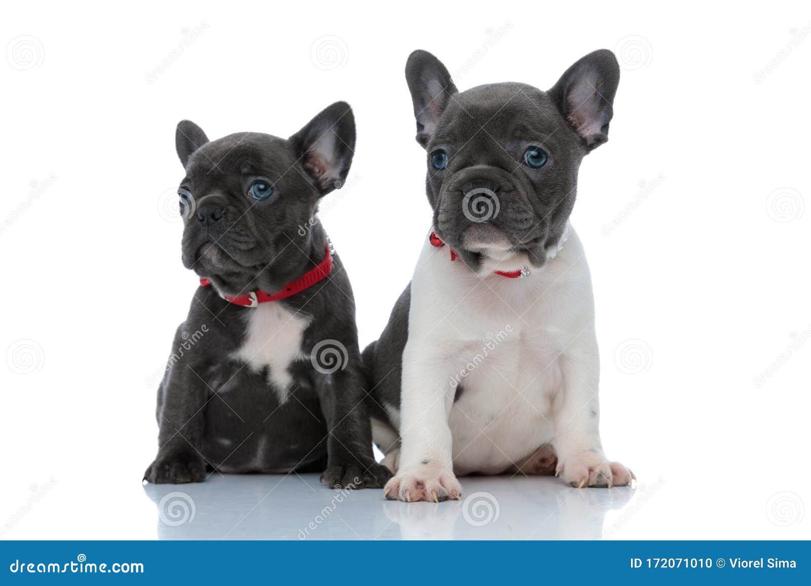 Two Dutiful French Bulldog Cubs Curiously Looking Forward Stock Photo ...