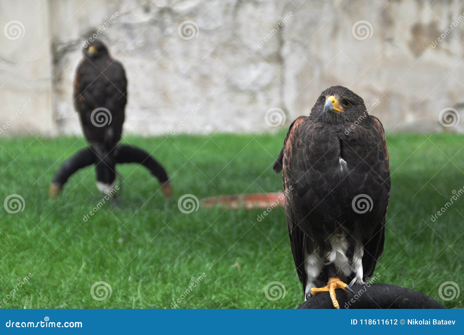 Two Eagles Sitting and Thinking Stock Photo Image of eagles