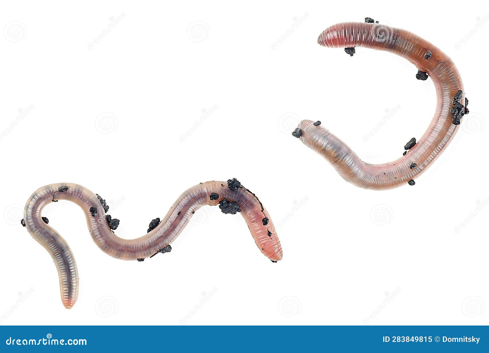 Two Earthworms Isolated on White Background, Top View. Small