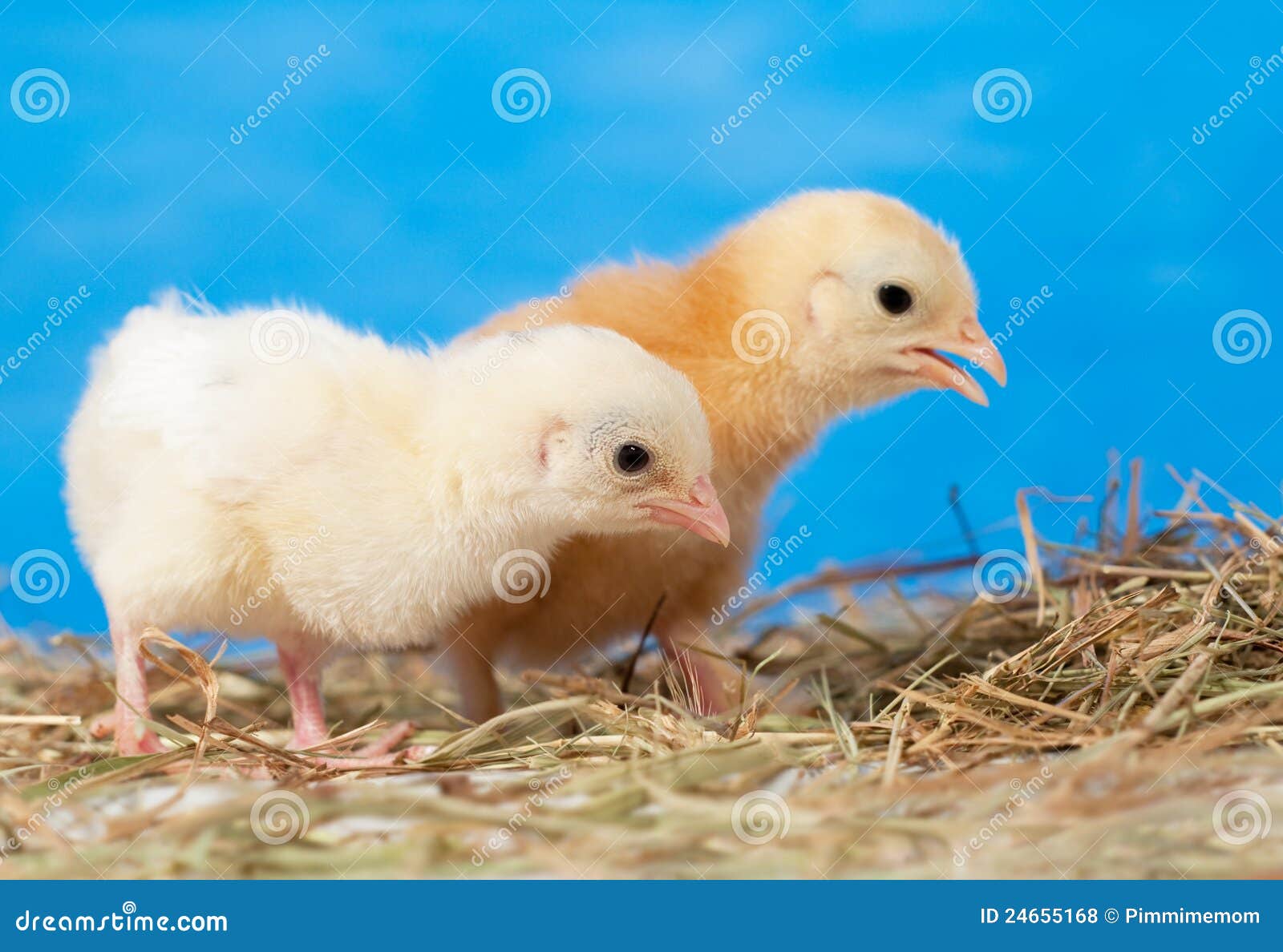 Two Easter chicks in hay stock photo. Image of bright 24655168