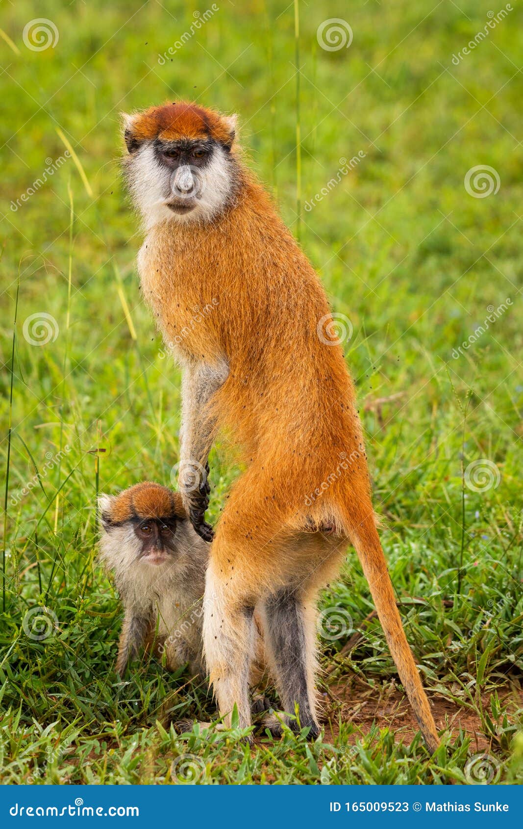 Patas monkey, Endangered Species, African Savannah, Social Groups