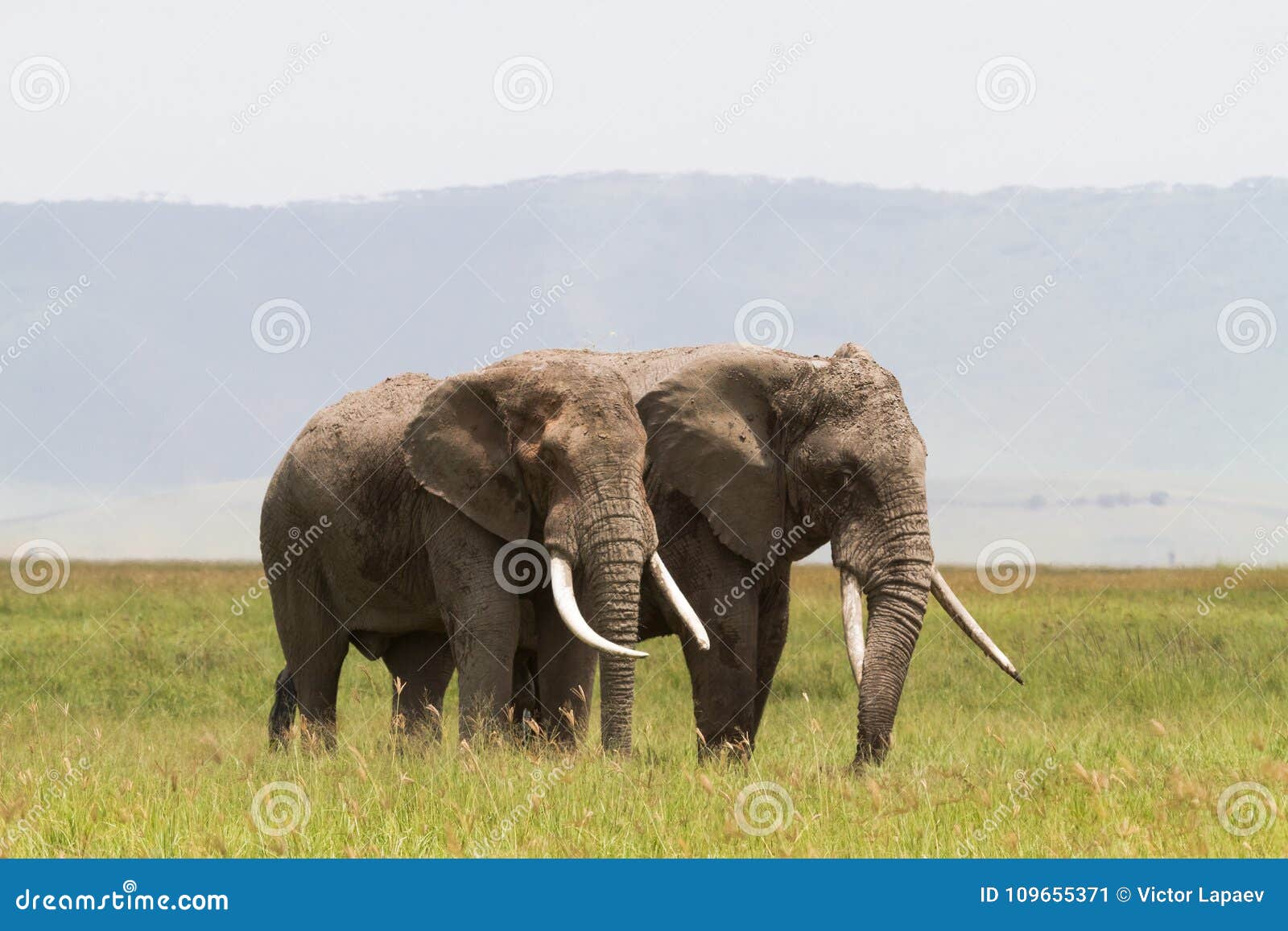 two elephants communicate. crater ngorongoro, tanzania