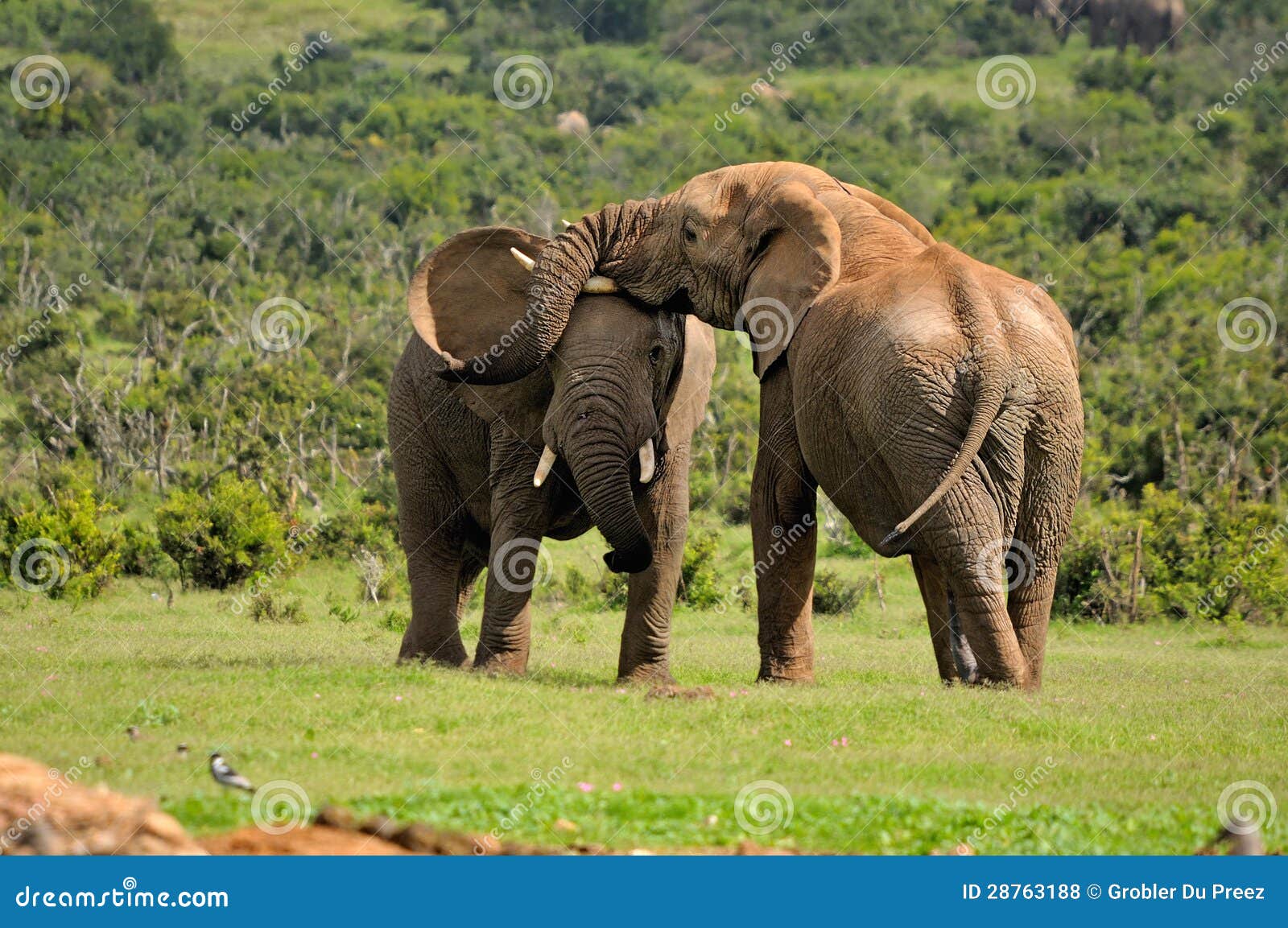 african elephant fighting