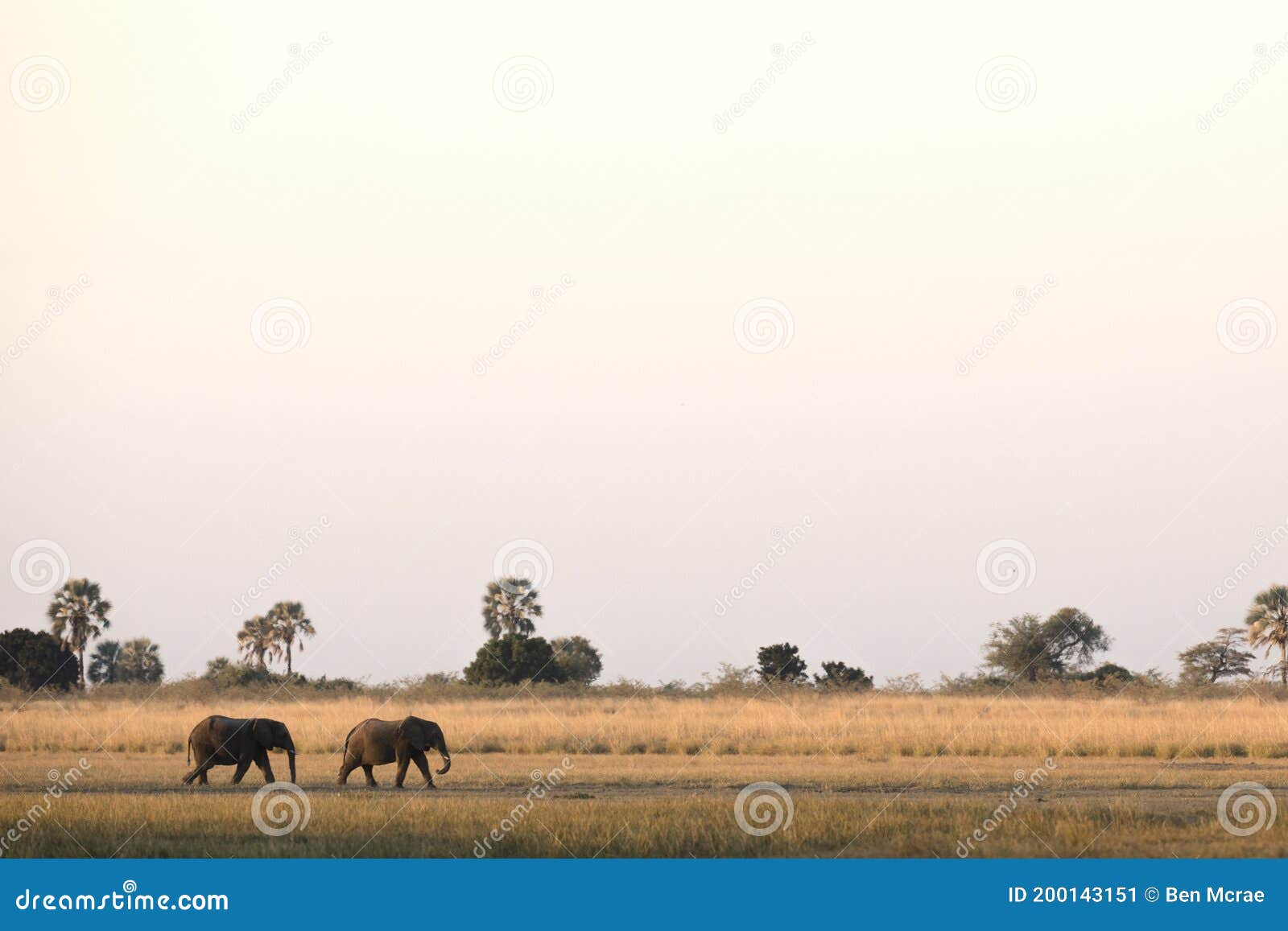 two elephants walking through okavango delta.