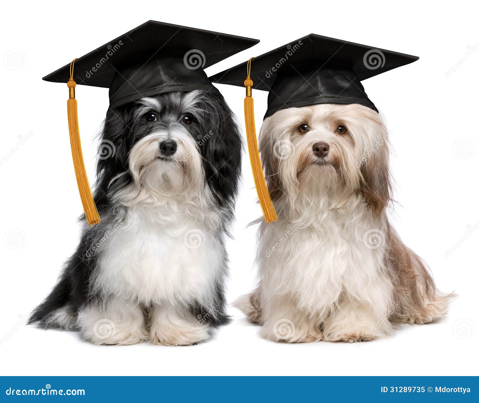 Two Eminent Graduation Havanese Dogs Wit Cap Stock Image ...