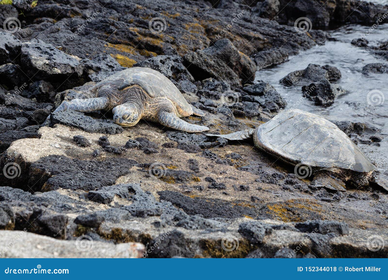 Two Endangered Sea Turtles Sleeping on a Rocky Tropical Shoreline Stock