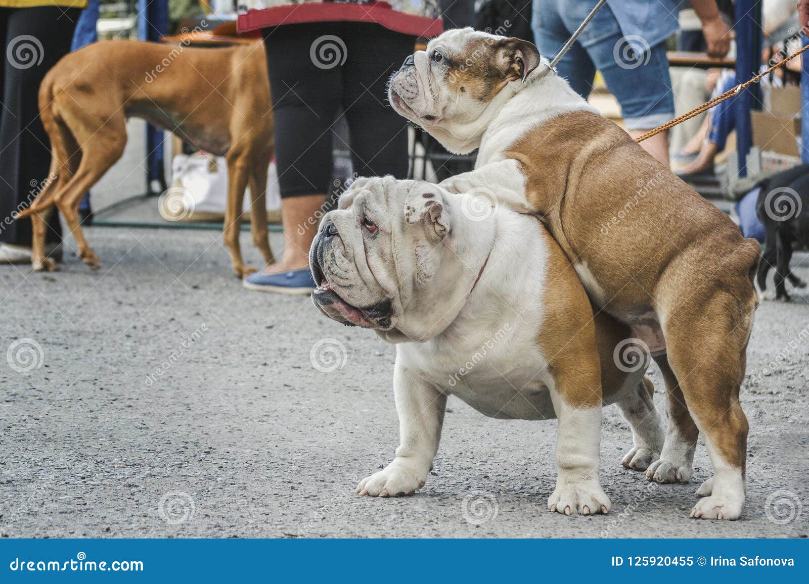 Two English Bulldogs of and Flowers, One Adult, Another Puppy are Standing and Looking Up Image - Image of looking, male: 125920455