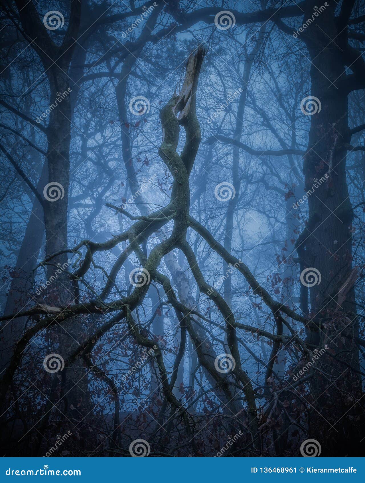Two Entwined Branches Fallen from a Tree in a Foggy Forest Stock Image