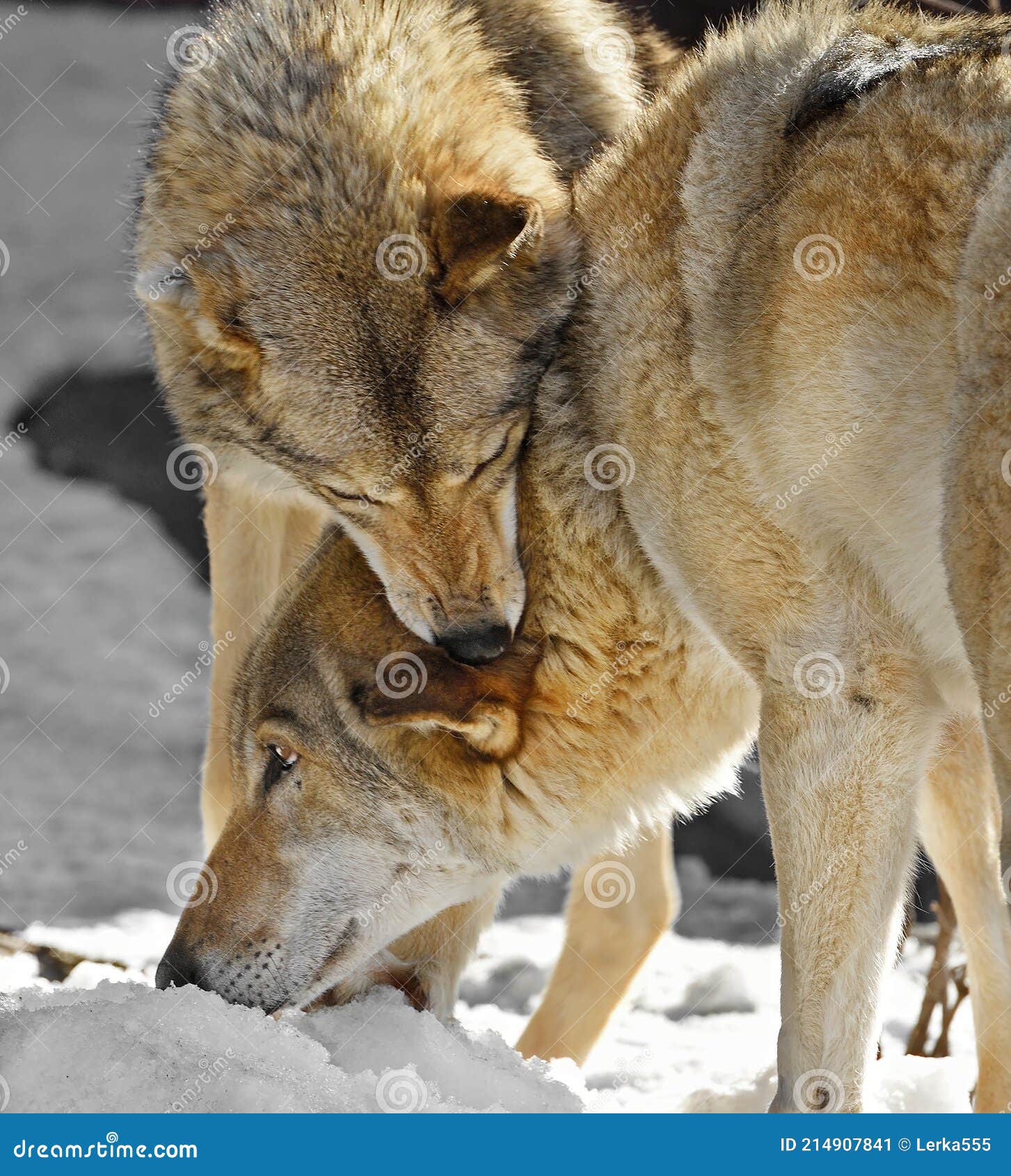 Two Eurasian Wolves Canis Lupus Lupus. Submission, Female Holds Male by ...