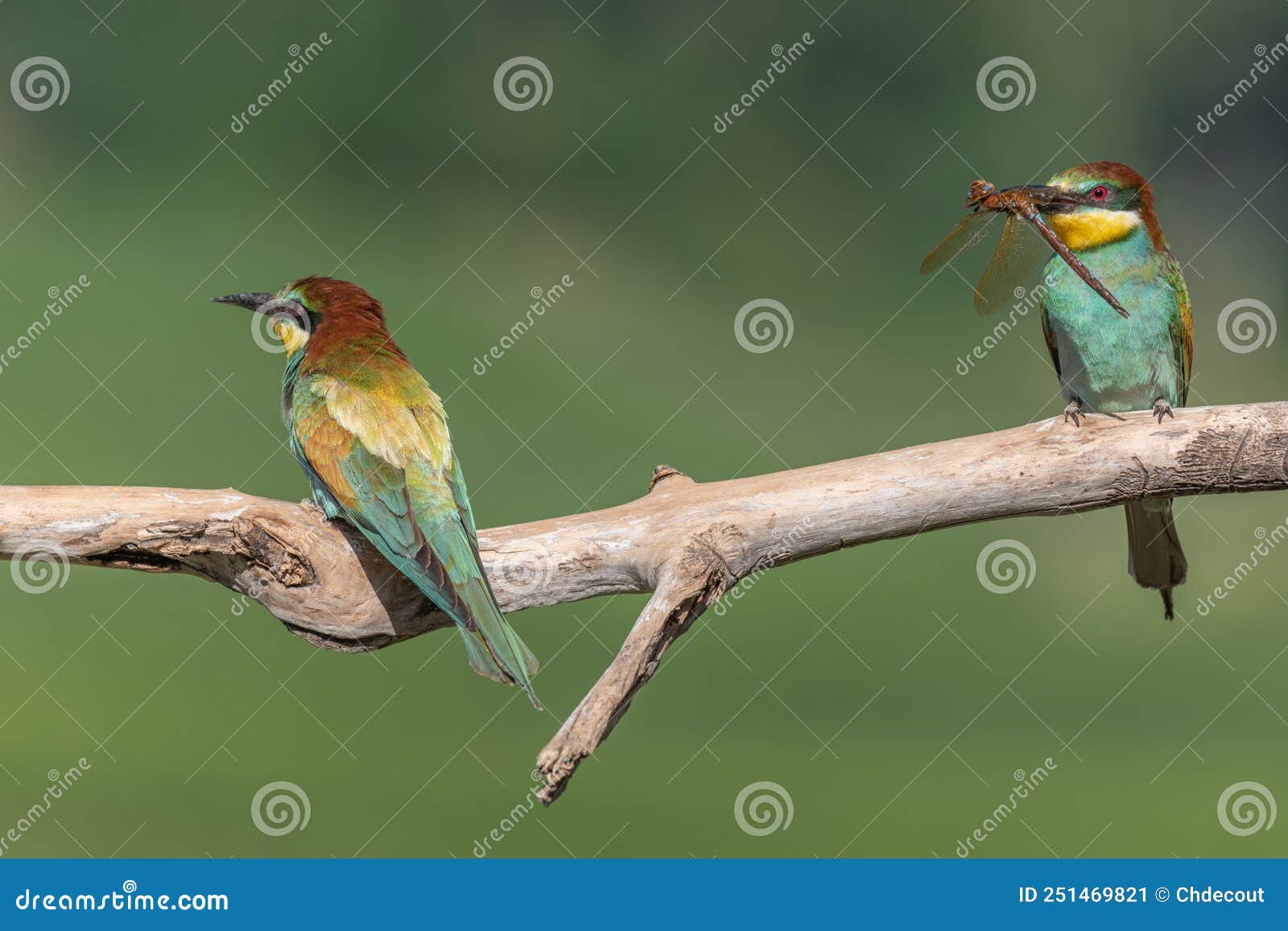 two european bee-eater merops apiaster perched on branch with a dragonfly in its beak