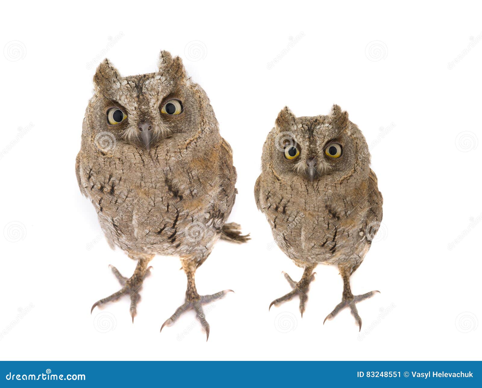 two european scops owl