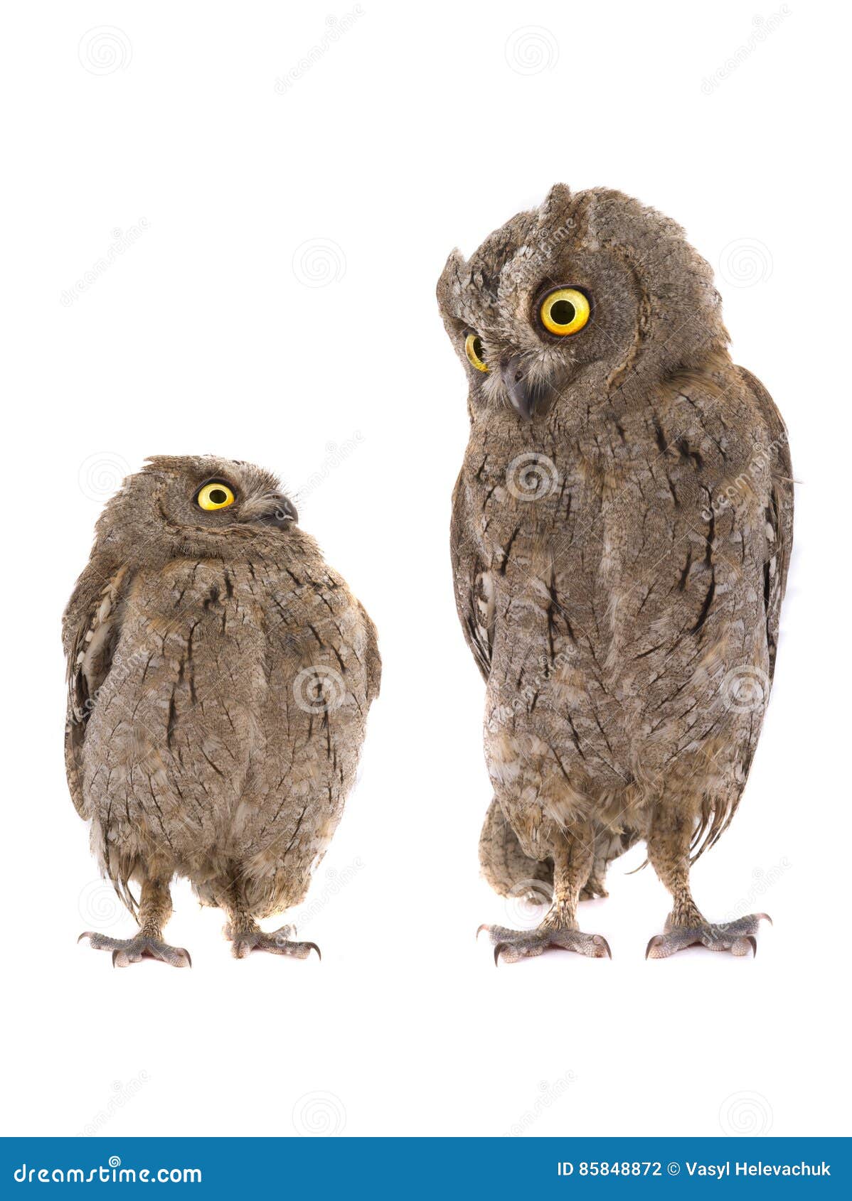 two european scops owl