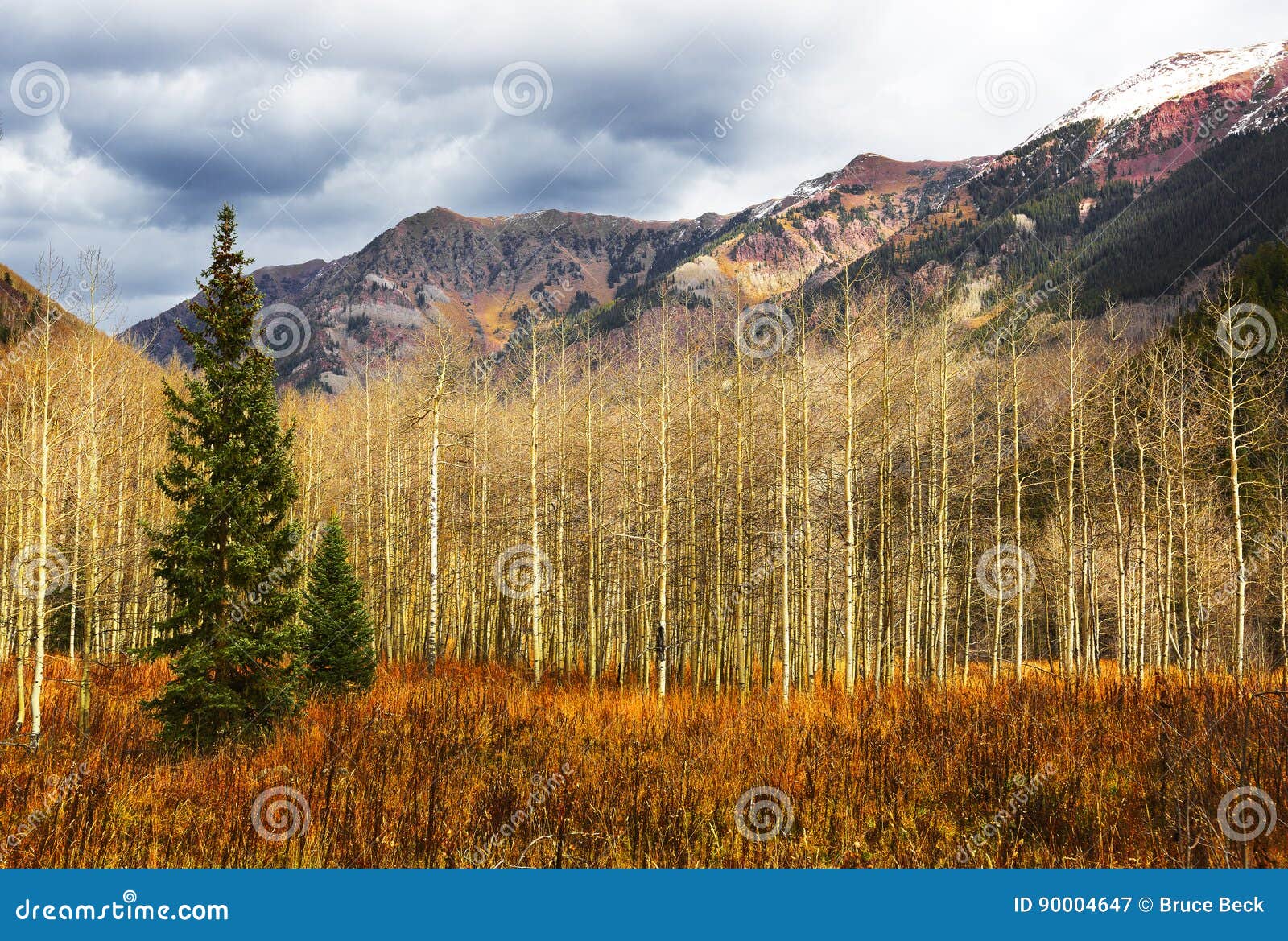 two evergreens and aspens