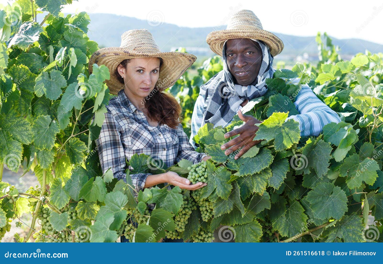 winemakers checking grapes quality