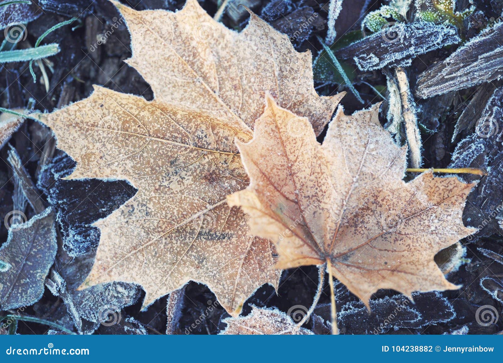 two fading forsted maple leaves on frosted grass
