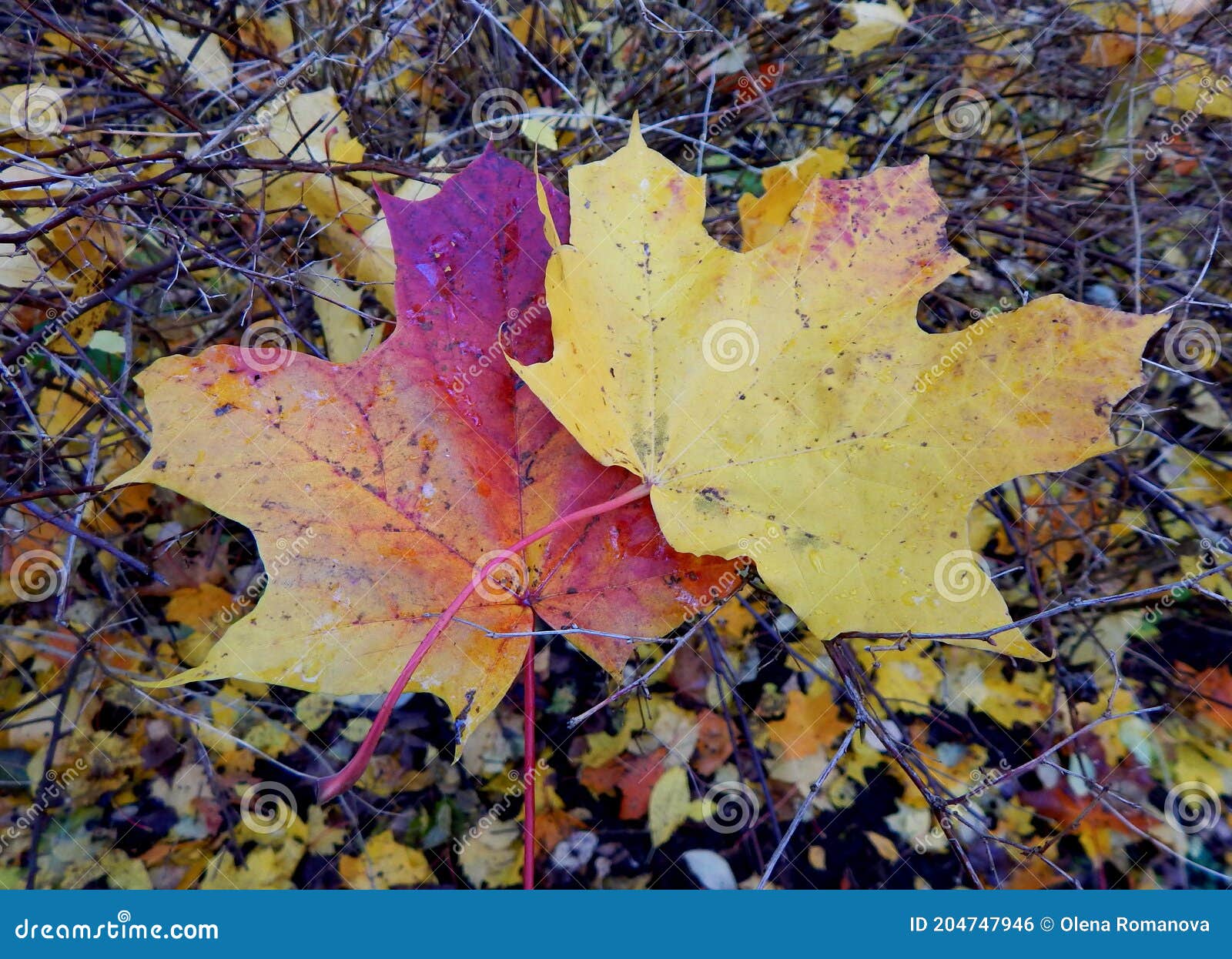 Two Fallen Maple Leaves Yellow and Red on the Ground among Leaves and ...