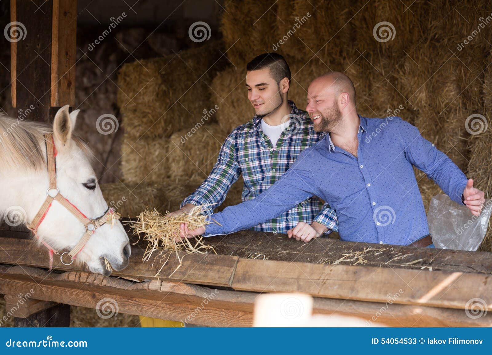 Two Farm Workers Feeding Horses Stock Image Image of dappled, care