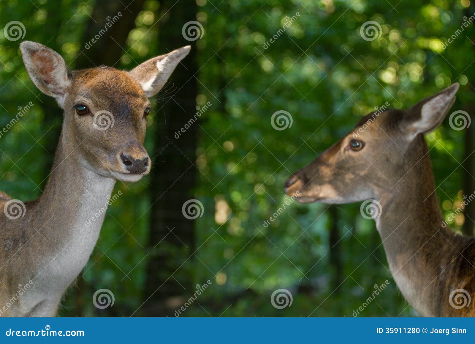 Two female deer stock photo. Image of fawn, nature, animal 35911280