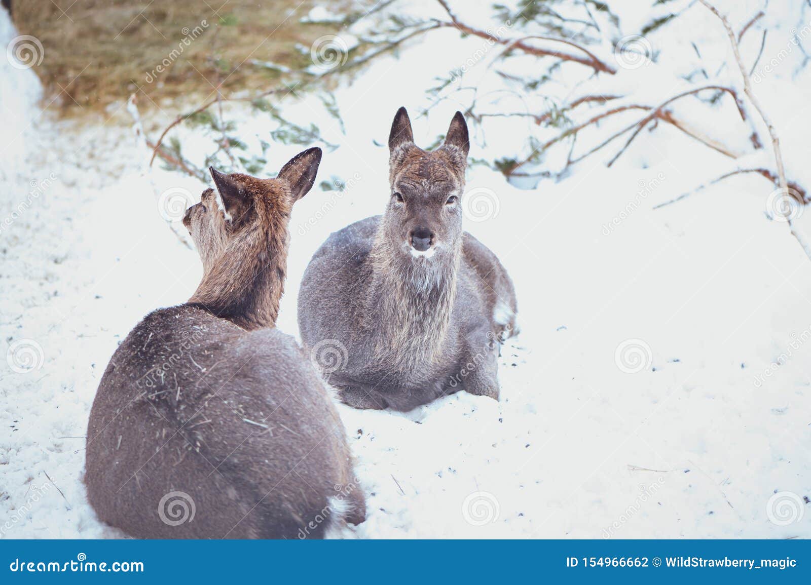 deer lingo deer lingo