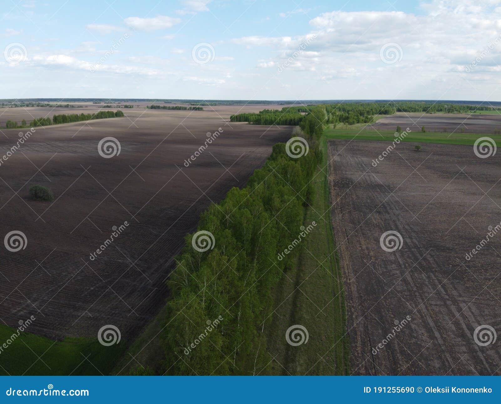 Two Fields Separated by a Forest Belt, Aerial View. Agricultural