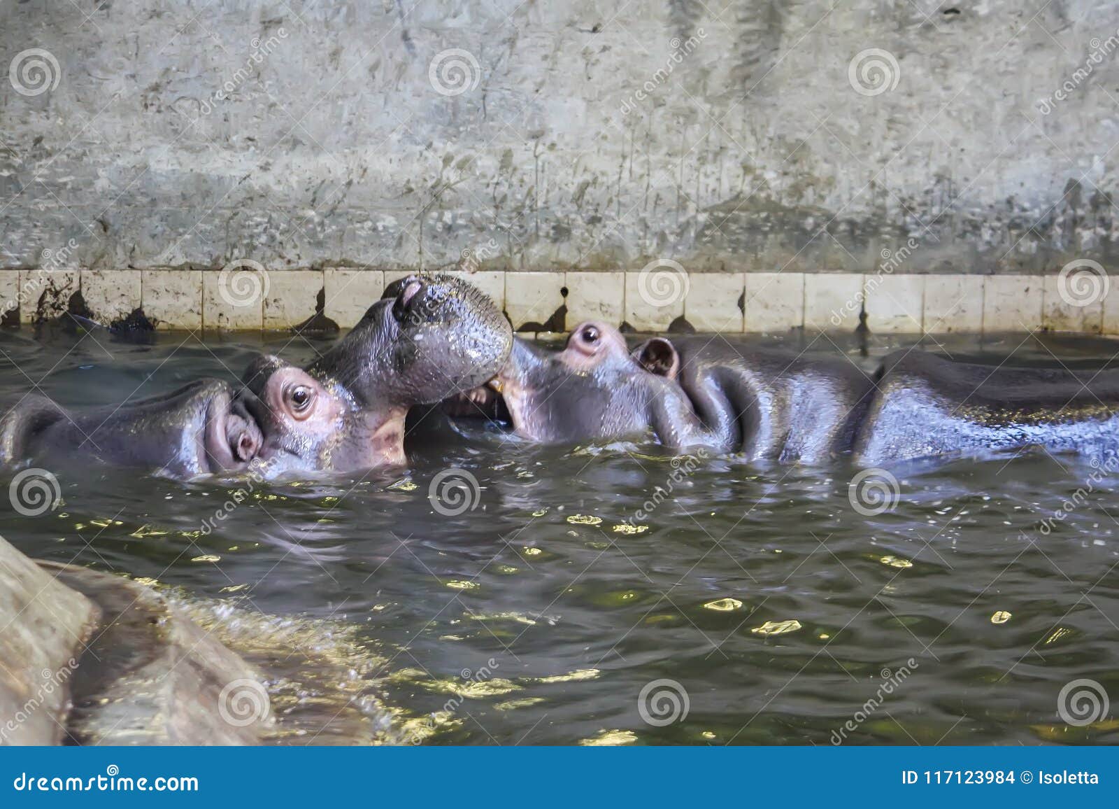 Two Fighting Hippos. Hippopotamus Amphibius. South Africa Animal. Stock ...